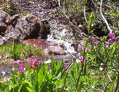 Flowers near Redstone Pass