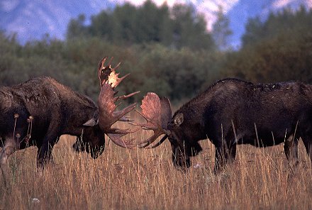 Moose in Jackson